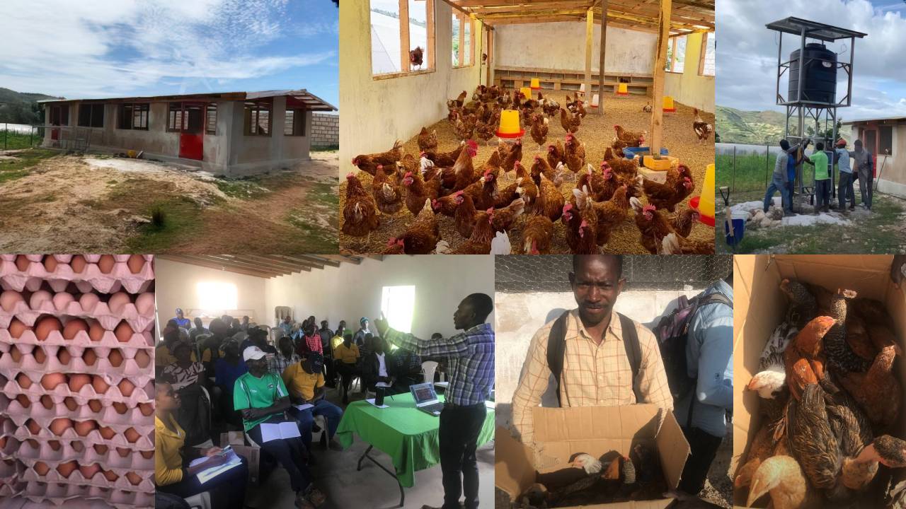 chicken-breeding-project-haiti