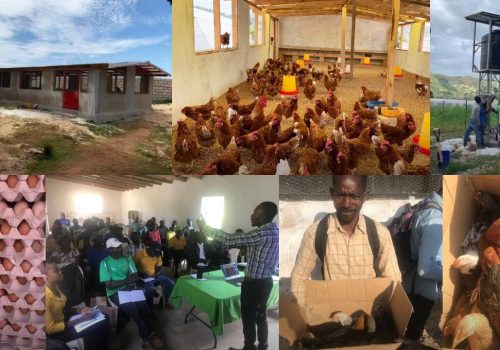 chicken-breeding-project-haiti